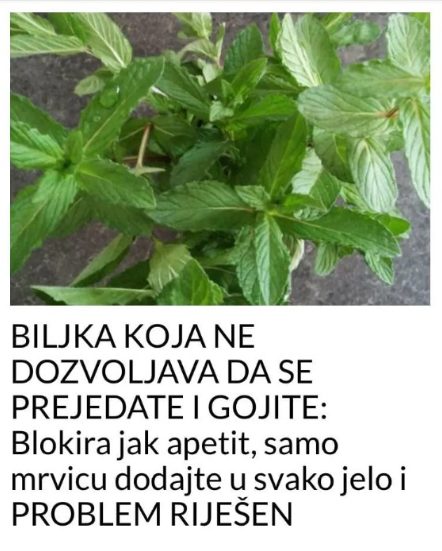 BILJKA KOJA NE DOZVOLJAVA DA SE PREJEDATE I GOJITE: Blokira jak apetit, samo mrvicu dodajte u svako jelo i PROBLEM RIJEŠEN